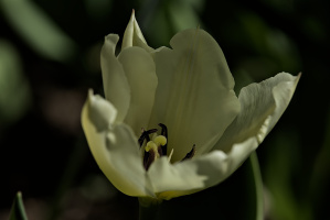 la tulipes 2026.094 dt