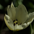 la tulipes 2026.094 dt