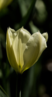la tulipes 2026.095 dt