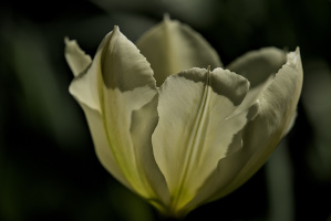 la tulipes 2026.096 dt