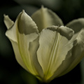 la tulipes 2026.096 dt
