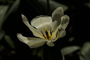 la tulipes 2026.097 dt