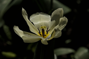 la tulipes 2026.098 dt