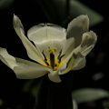 la tulipes 2026.098 dt