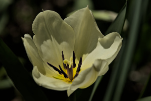 la tulipes 2026.099 dt