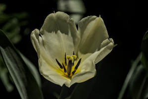 la tulipes 2026.100 dt