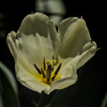 la tulipes 2026.100 dt