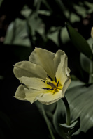 la tulipes 2026.101 dt