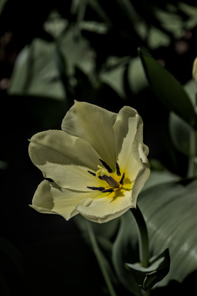 la tulipes 2026.101_dt.jpg