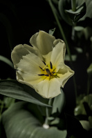 la tulipes 2026.102 dt