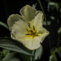 la tulipes 2026.102 dt
