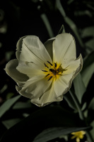 la tulipes 2026.103 dt