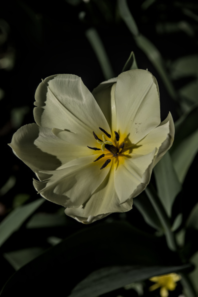 la tulipes 2026.103_dt.jpg