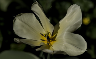 la tulipes 2026.104 dt