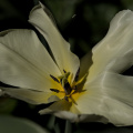 la tulipes 2026.104 dt