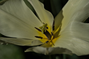 la tulipes 2026.105 dt