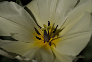 la tulipes 2026.106 dt
