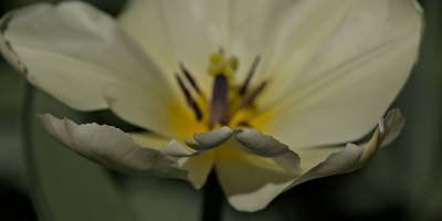la tulipes 2026.107 dt