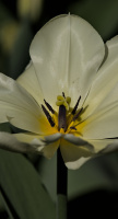 la tulipes 2026.108 dt