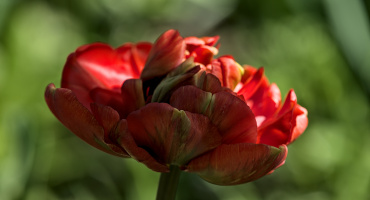 la tulipes 2026.109 dt
