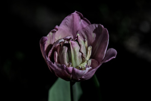 la tulipes 2026.110 dt