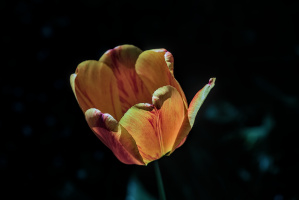 la tulipes 2026.111 dt