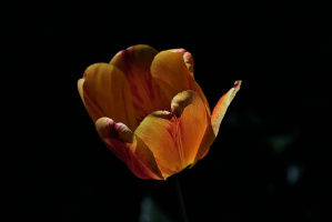 la tulipes 2026.112 dt