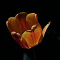 la tulipes 2026.112 dt