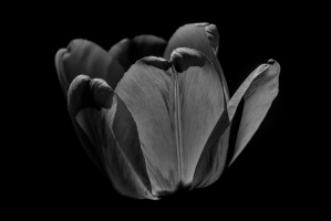 la tulipes 2026.113 dt bw