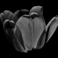 la tulipes 2026.113 dt bw