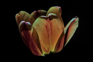 la tulipes 2026.113 dt