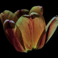la tulipes 2026.113 dt