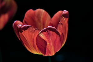 la tulipes 2026.114 dt