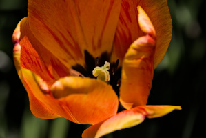 la tulipes 2026.115 dt