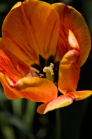 la tulipes 2026.116 dt