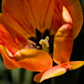 la tulipes 2026.116 dt