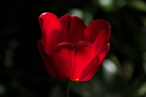 la tulipes 2026.117 dt