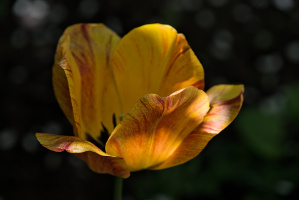 la tulipes 2026.118 dt