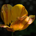 la tulipes 2026.118 dt