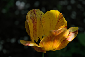 la tulipes 2026.119 dt