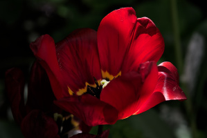 la tulipes 2026.120 dt