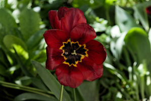 la tulipes 2026.121 dt