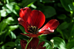 la tulipes 2026.122 dt