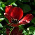 la tulipes 2026.122 dt
