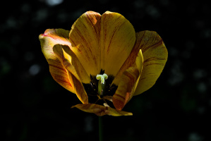 la tulipes 2026.123 dt