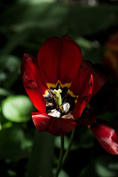 la tulipes 2026.124 dt