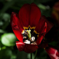 la tulipes 2026.124 dt