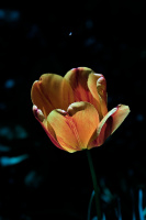 la tulipes 2026.125 dt
