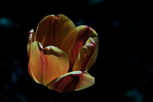 la tulipes 2026.126 dt