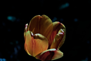 la tulipes 2026.127 dt